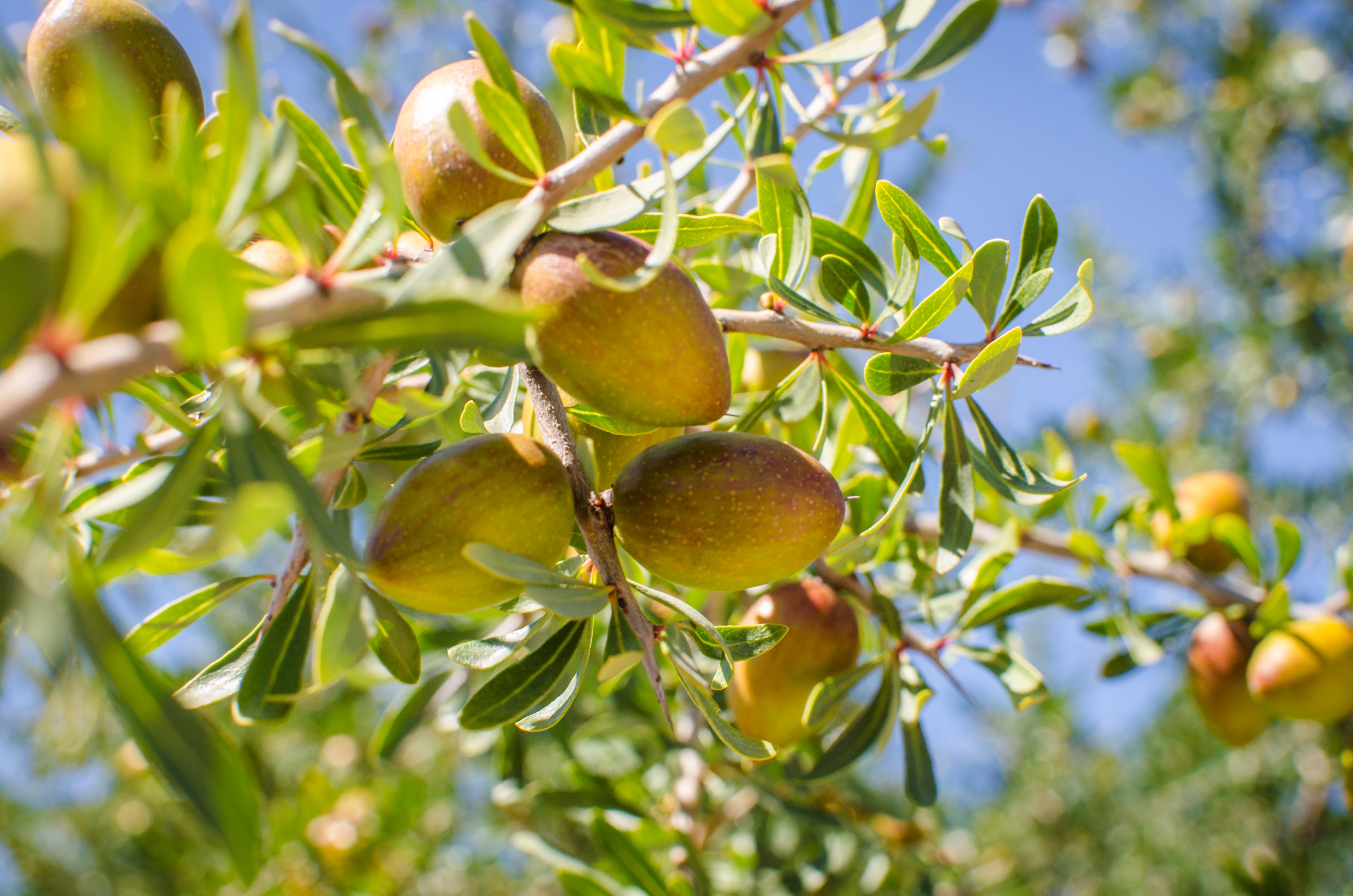 Argan fruit clusters ripening on branch in Morocco