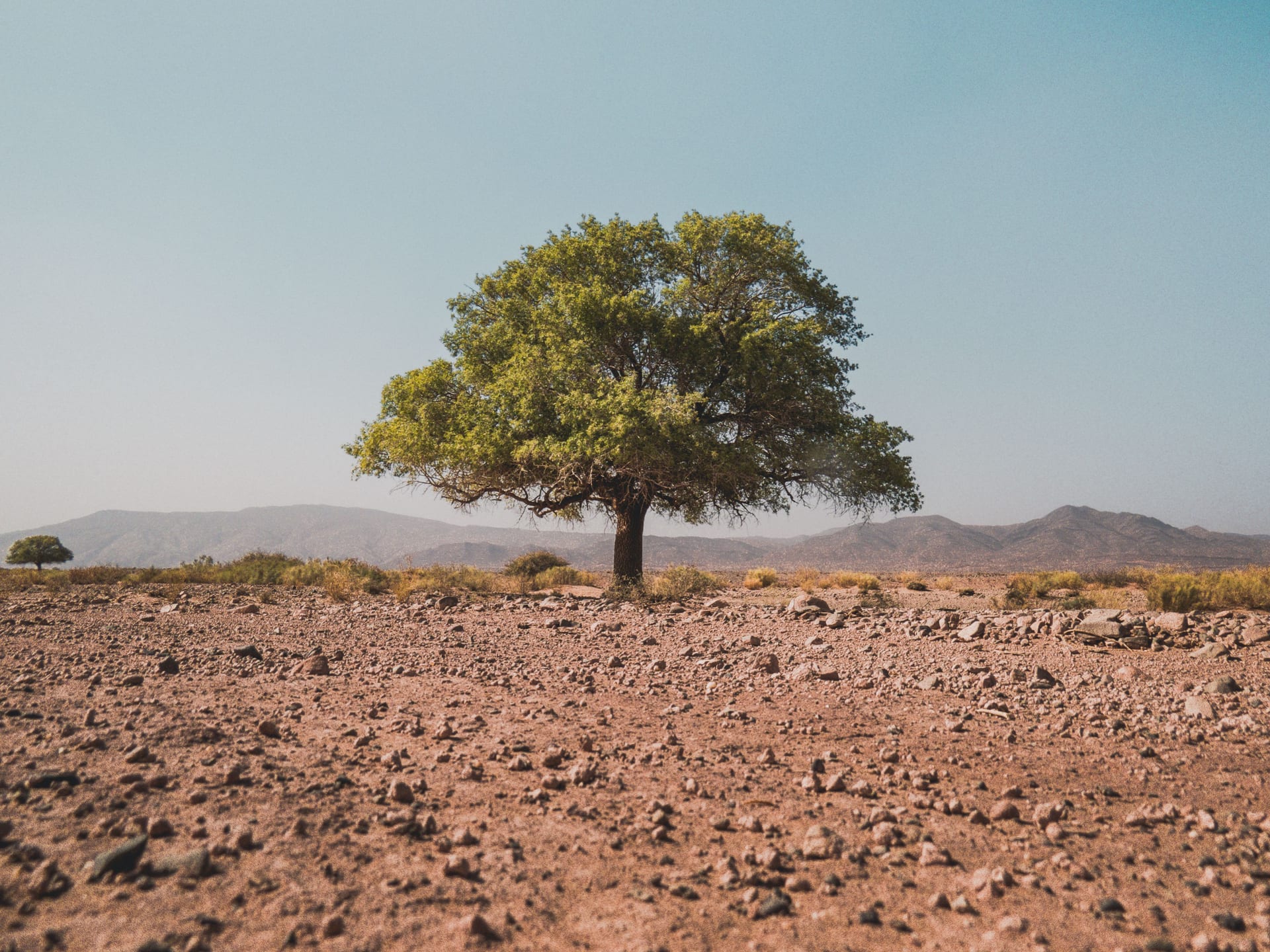 Lone argan tree in the rocky Souss landscape, Morocco