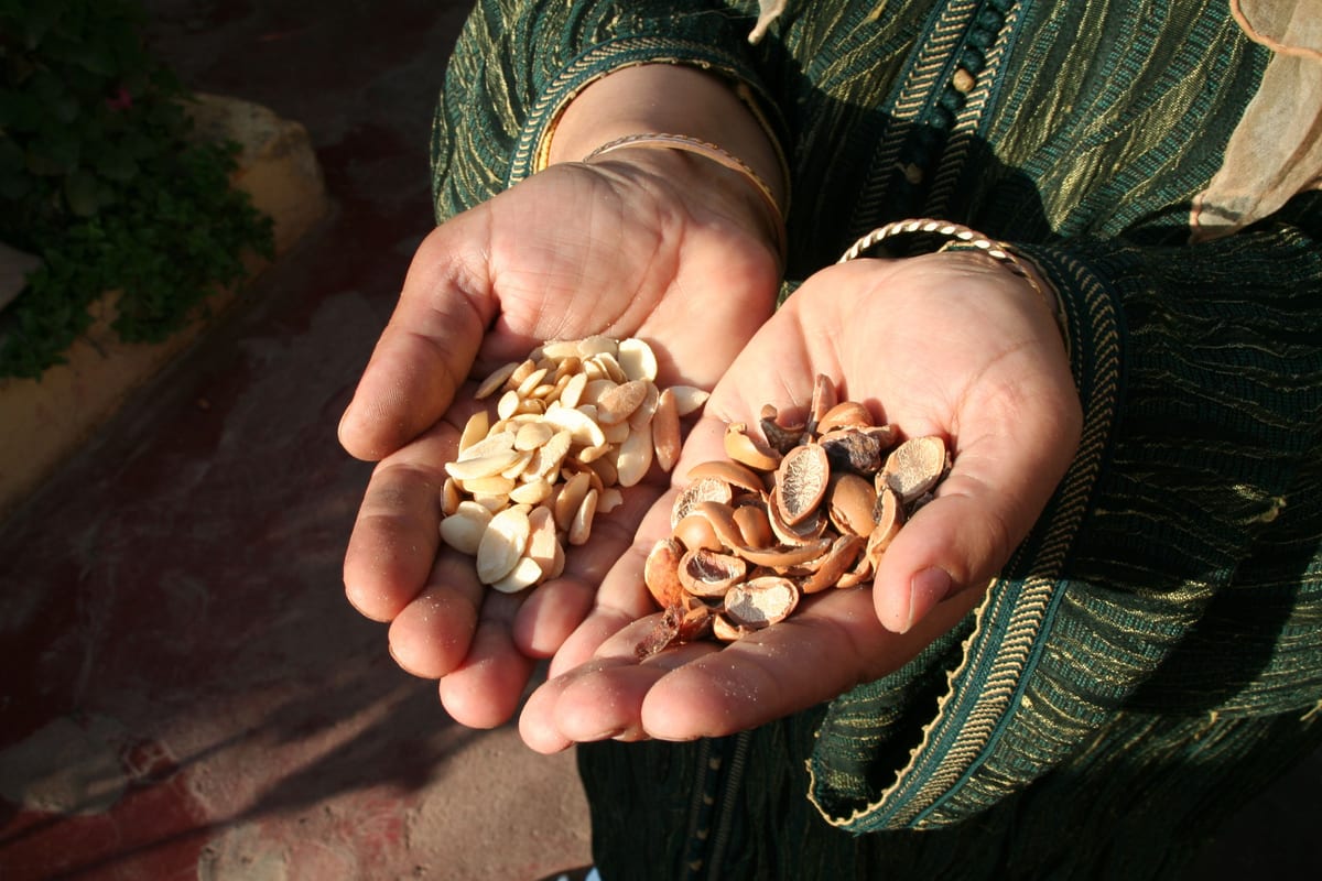 Hands cupped with raw argan kernels — the foundation of Souss & Stone oils
