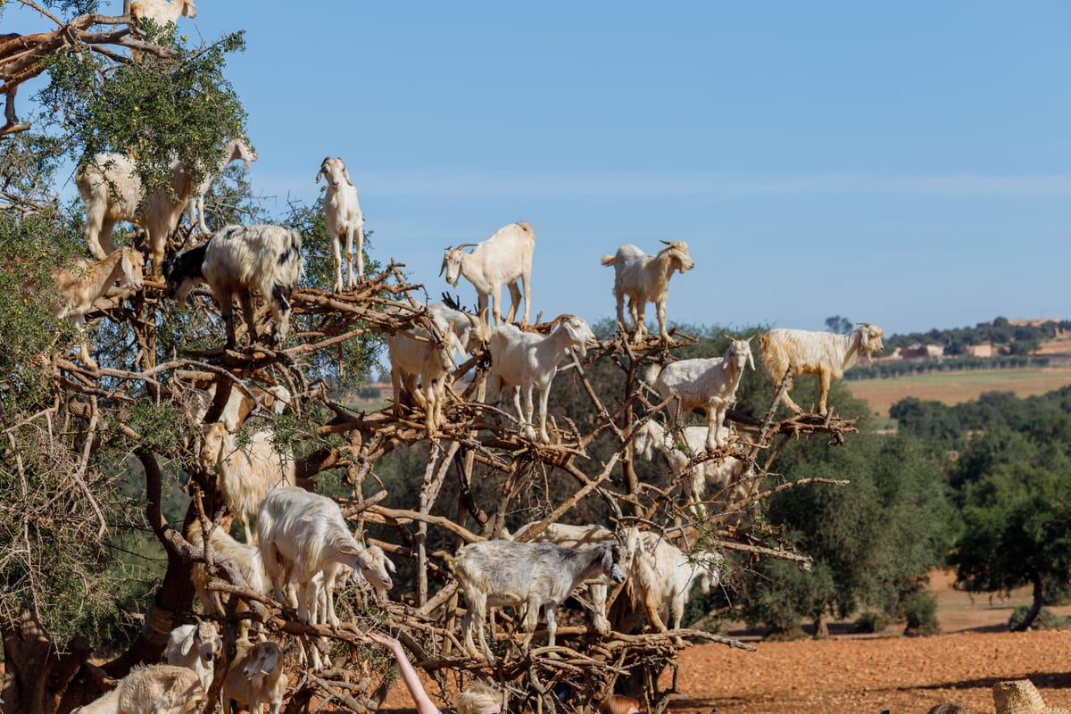 Herd of goats foraging in an argan tree in the Moroccan countryside