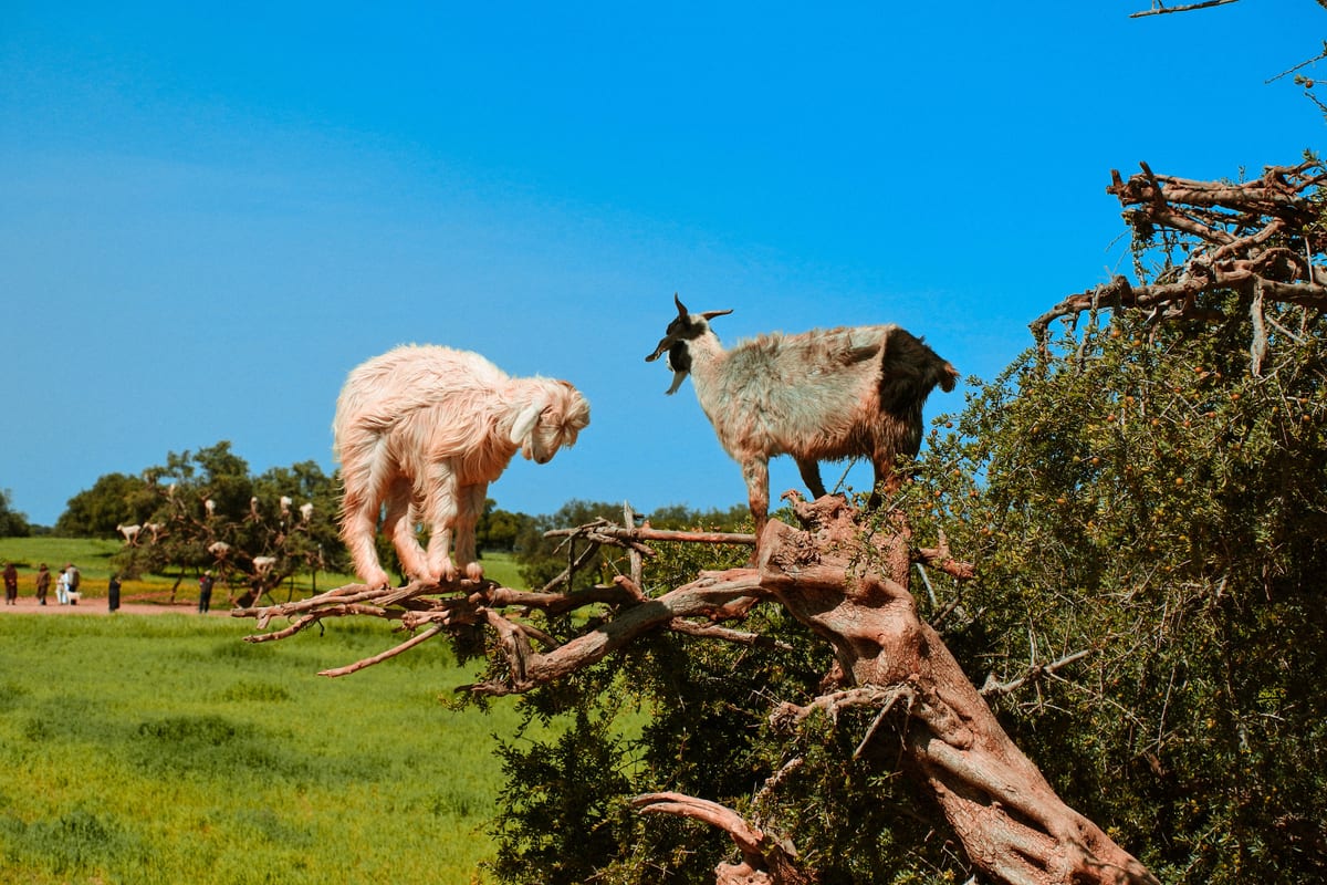 Two goats in an argan tree — a symbol of Morocco's argan ecosystem